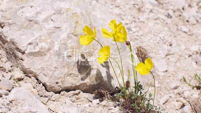 Alpen-Mohn (Papaver alpinum)