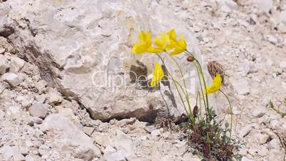 Alpen-Mohn (Papaver alpinum)