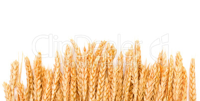 Sheaf Golden Wheat Ears