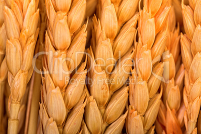 Golden Wheat Ears