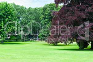 Beautiful meadow in the park