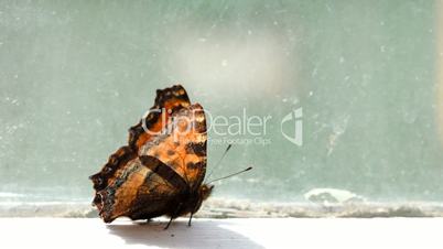 Brown spotted butterfly walking on the windowsill