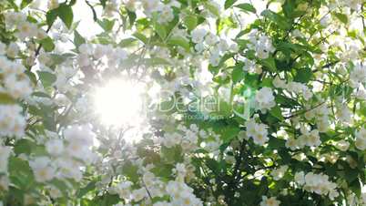 Sun shining through the blooming apple tree