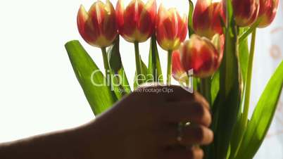 Woman setting beautiful red and yellow tulips in water