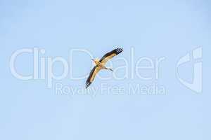 Storch im Flug über Selz, Elsass, Frankreich