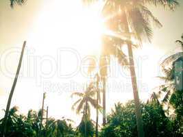 Tropical sun