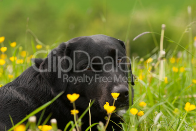 Labrador-Appenzeller-Mix im Gras