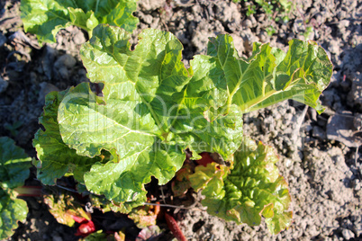 Young sprouts of a rhubarb in the spring