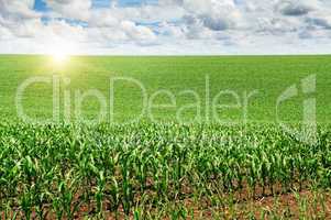 sunrise over the corn field