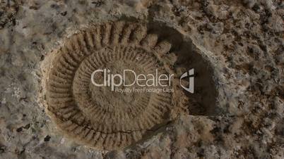 ammonite fossil.