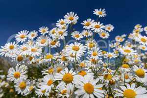 Daisies.