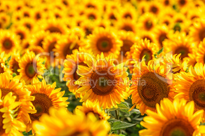 Blooming sunflower.