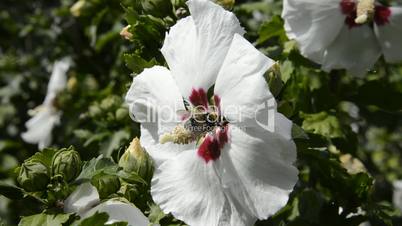 Hibiskus