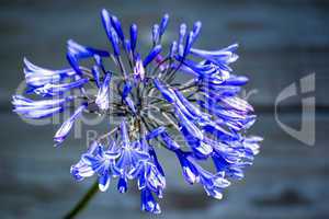 Schmucklilie, Liebesblume, Agapanthus