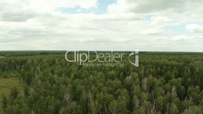 Forest on the height of bird flight. Aerial footage.