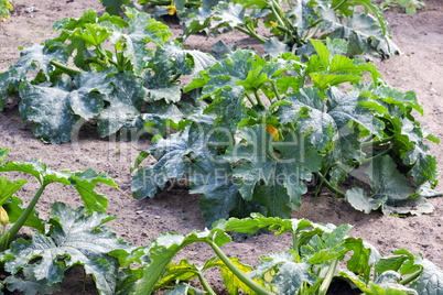 zucchini plant