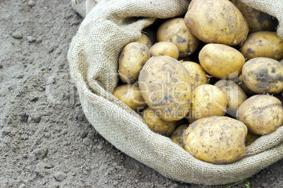 potatoes