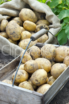 potatoes