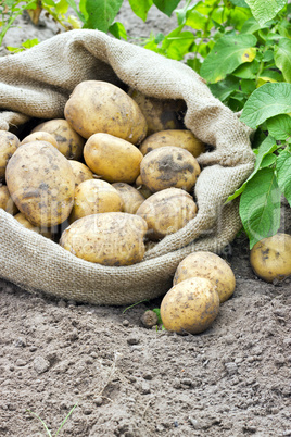 potatoes