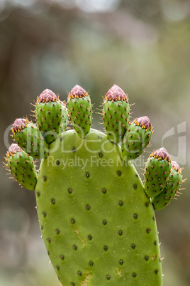 Opuntia