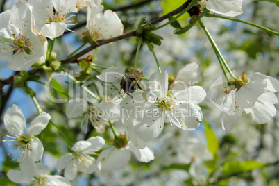 branch of blossoming cherry