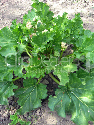 Bush of rhubarb