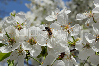 branch of blossoming cherry