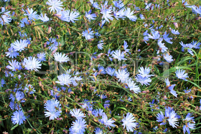 blue flower of Cichorium