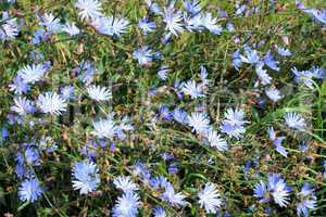 blue flower of Cichorium