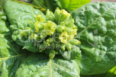 Flowers and leaves of tobacco