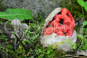 Witch heart mushroom