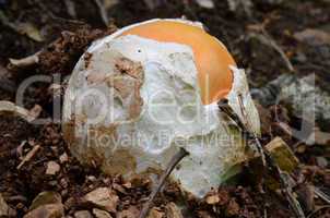 Young Amanita caesarea