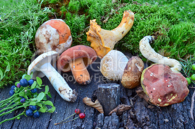 Wild fruits and mushrooms