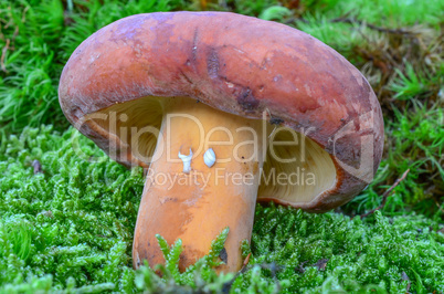 Lactarius volemus