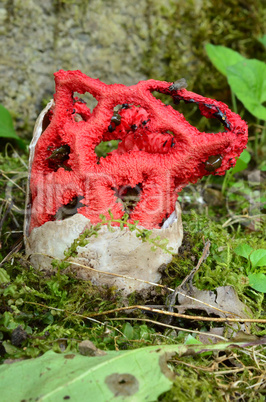 Red cage mushroom