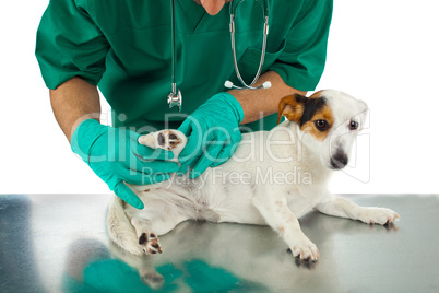 Veterinarian examines the dog's hip