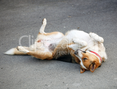 Mongrel dog lying on the asphalt