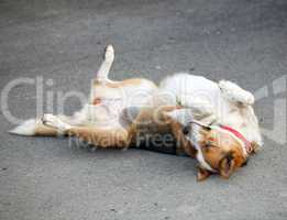 Mongrel dog lying on the asphalt