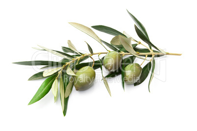 Olives on branch with leaves