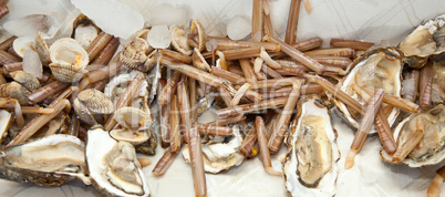 Razor clams with oysters on ice