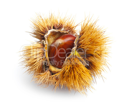 Chestnut hedgehog