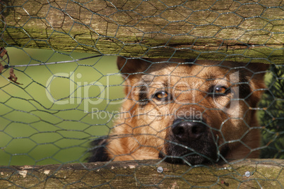 Schäferhund hinter einem Zaun