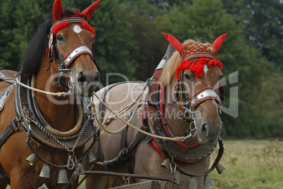 Vlaams Paards