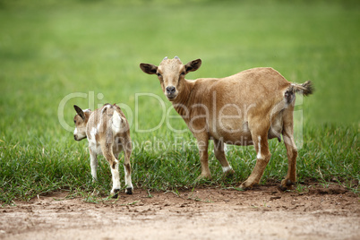 Portrait of african goats