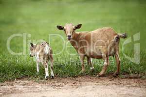 Portrait of african goats