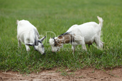 Portrait of african goats