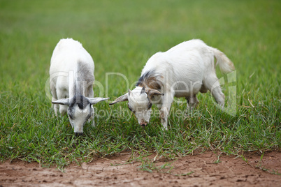Portrait of african goats