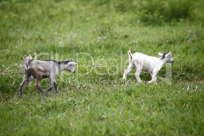 Young african goats running across the meadow