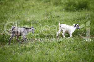 Young african goats running across the meadow