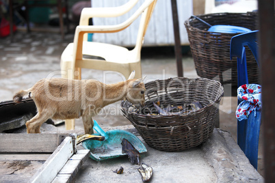 Young african goat eats plantain